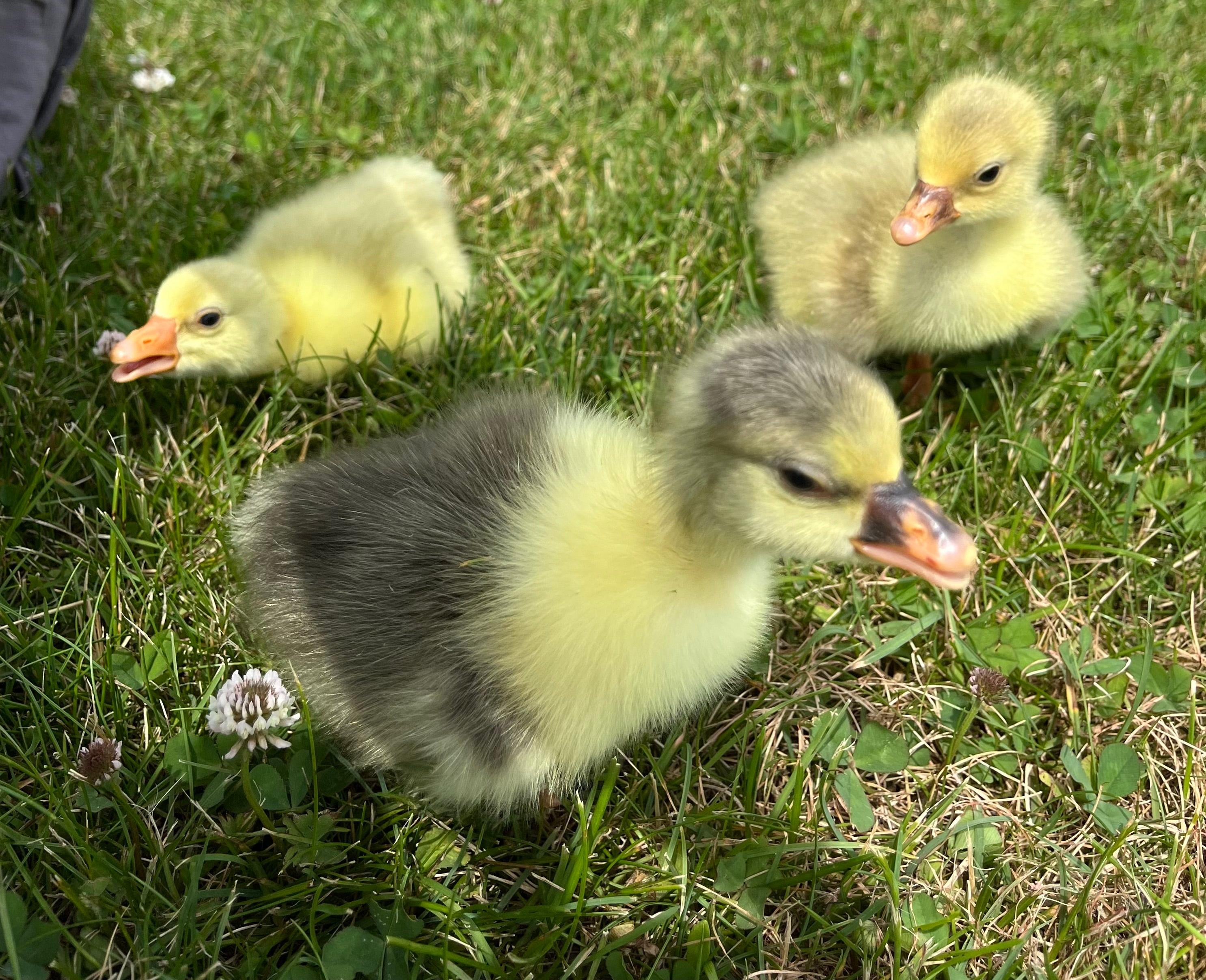 Sebastopol Goslings
