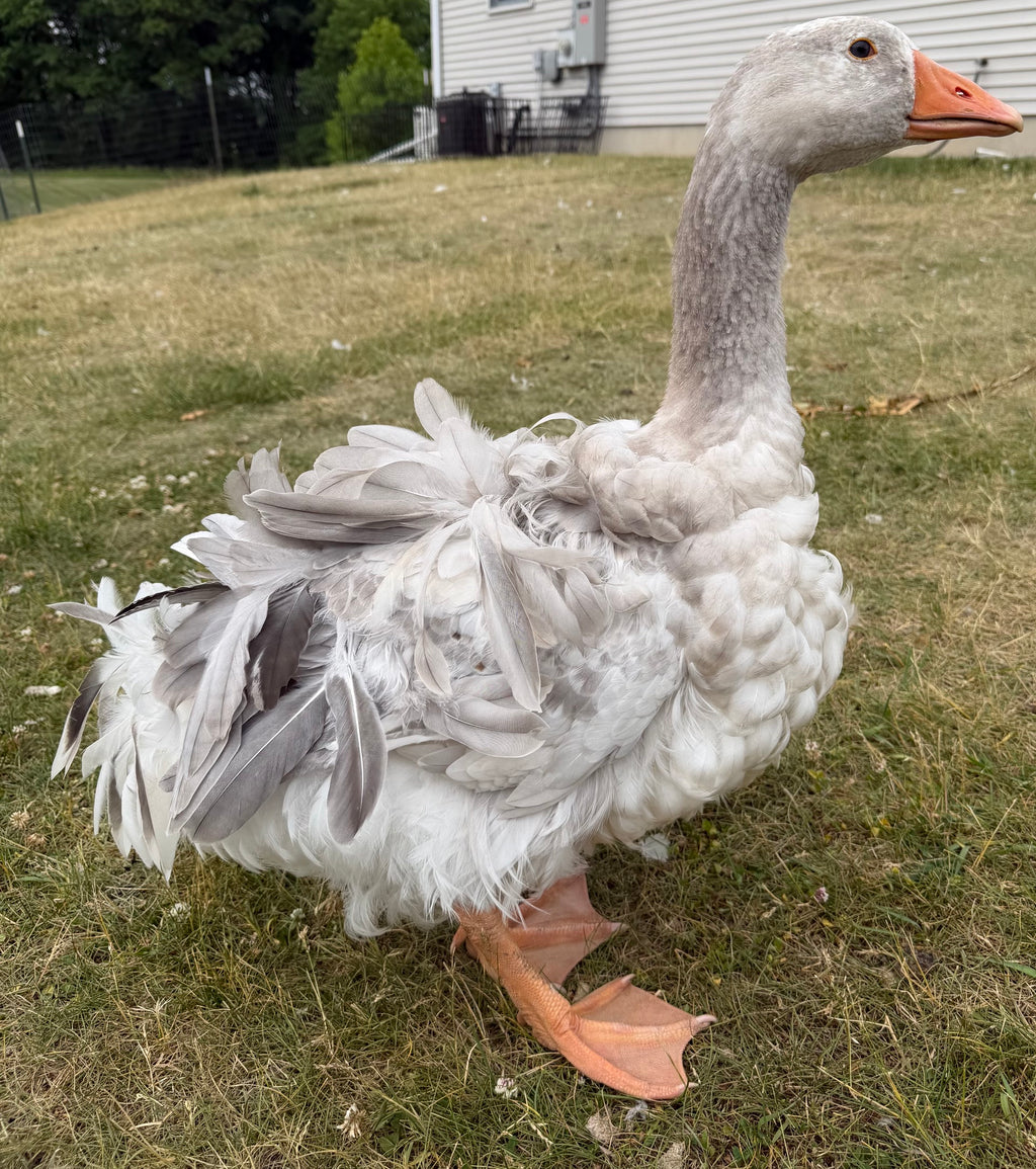 Sebastopol Goslings