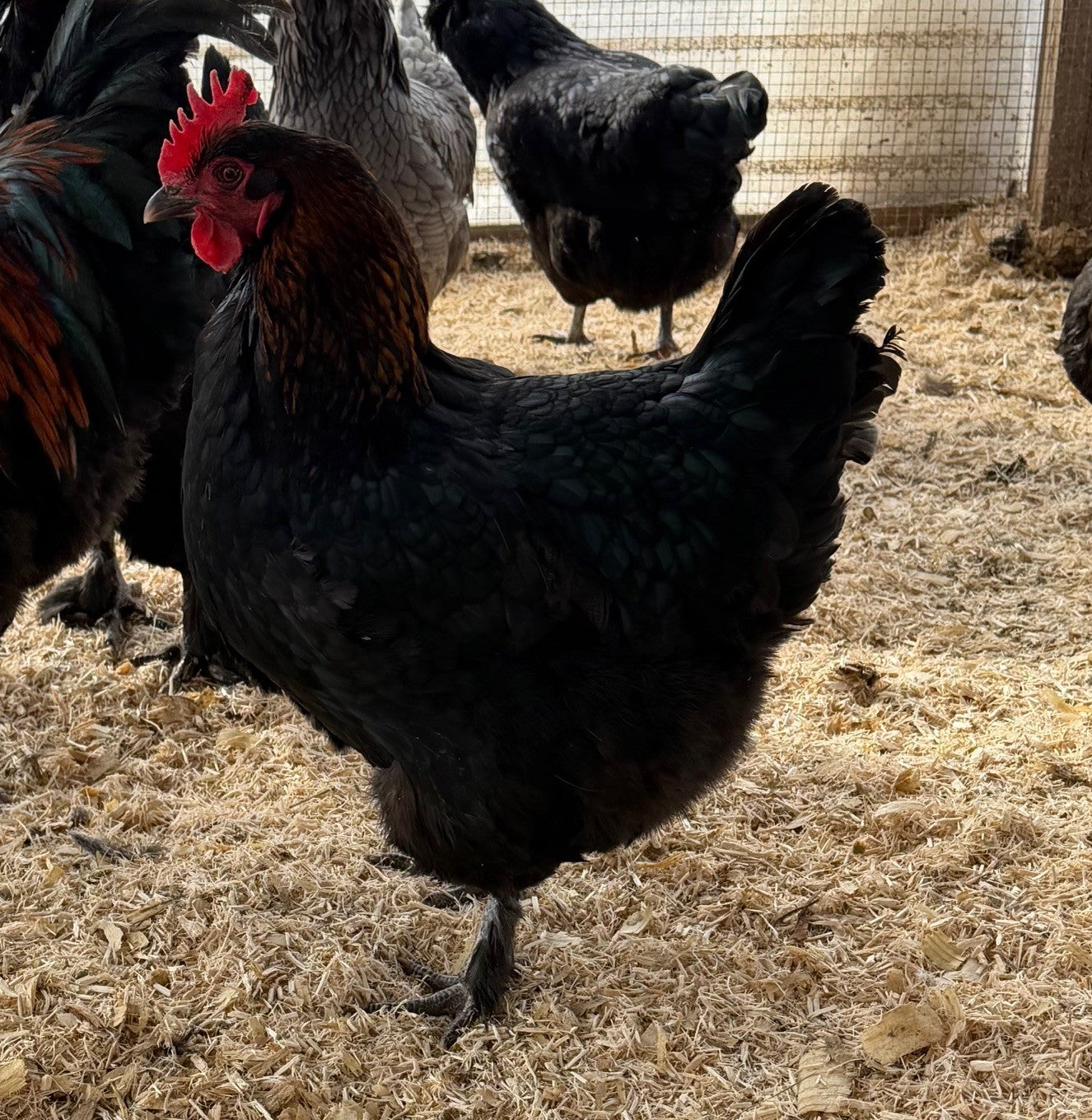 Black Copper Marans Hatching Eggs
