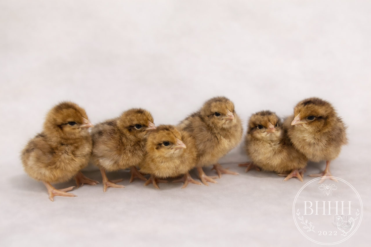 Welsummer Day Old Chicks