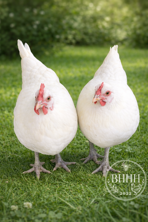 American Bresse Day Old Chicks