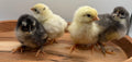 F1 Olive Egger Day Old Chicks