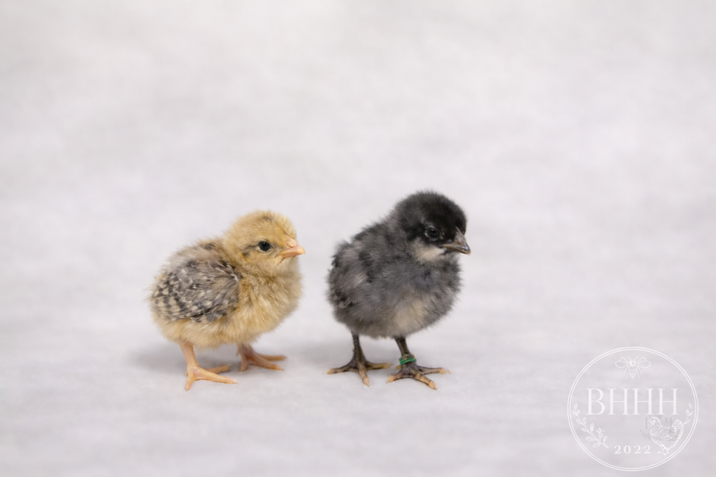 Silverudd's Blue Day Old Chicks