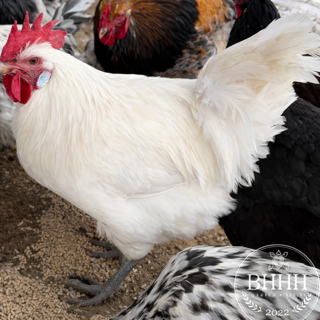 American Bresse Day Old Chicks