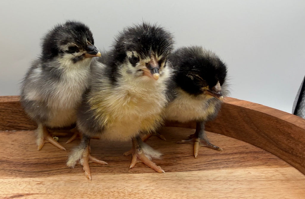Black Copper Marans Day Old Chicks