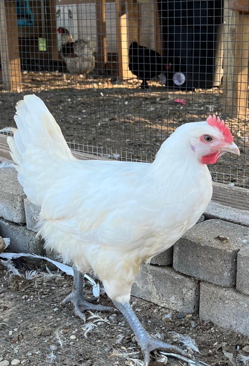 American Bresse Day Old Chicks