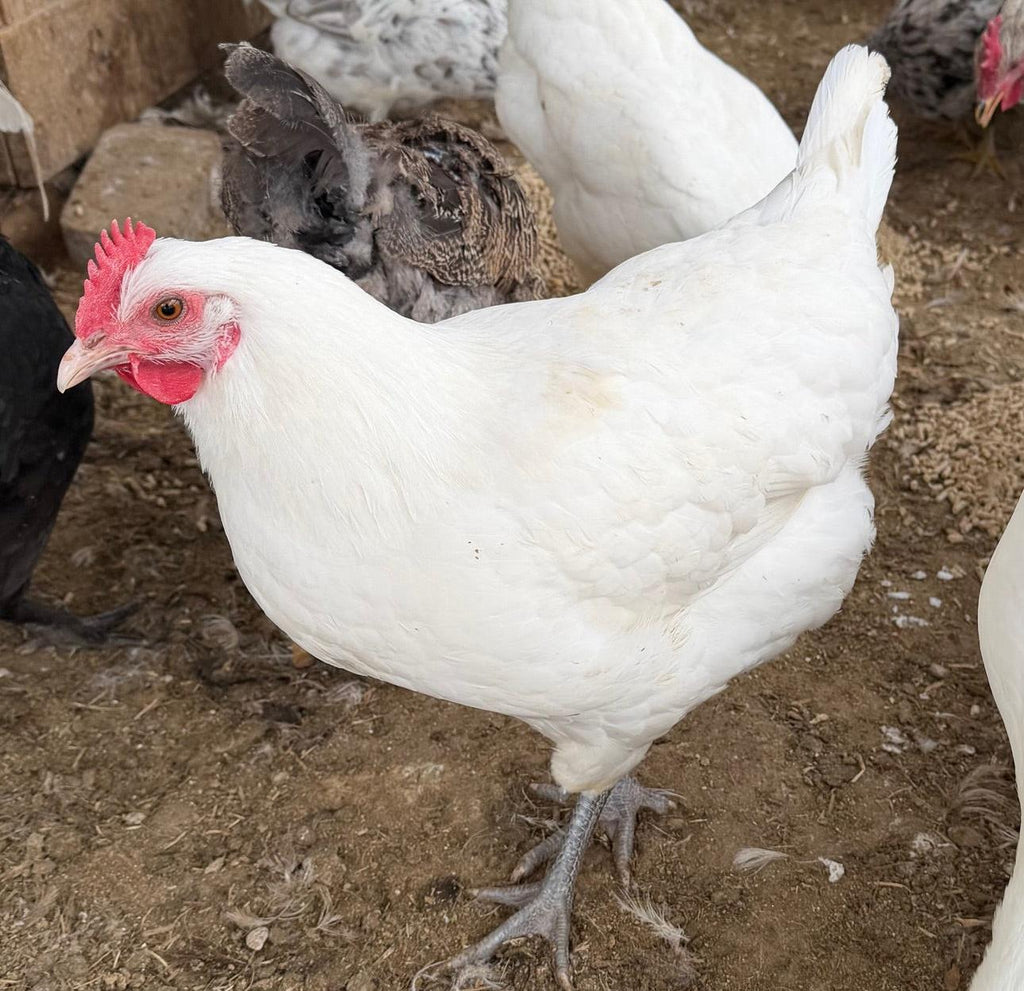 American Bresse Day Old Chicks