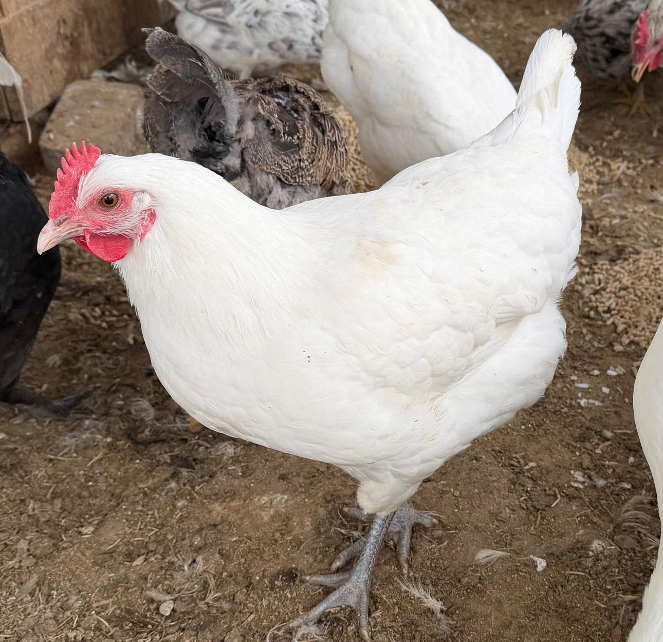 American Bresse Day Old Chicks