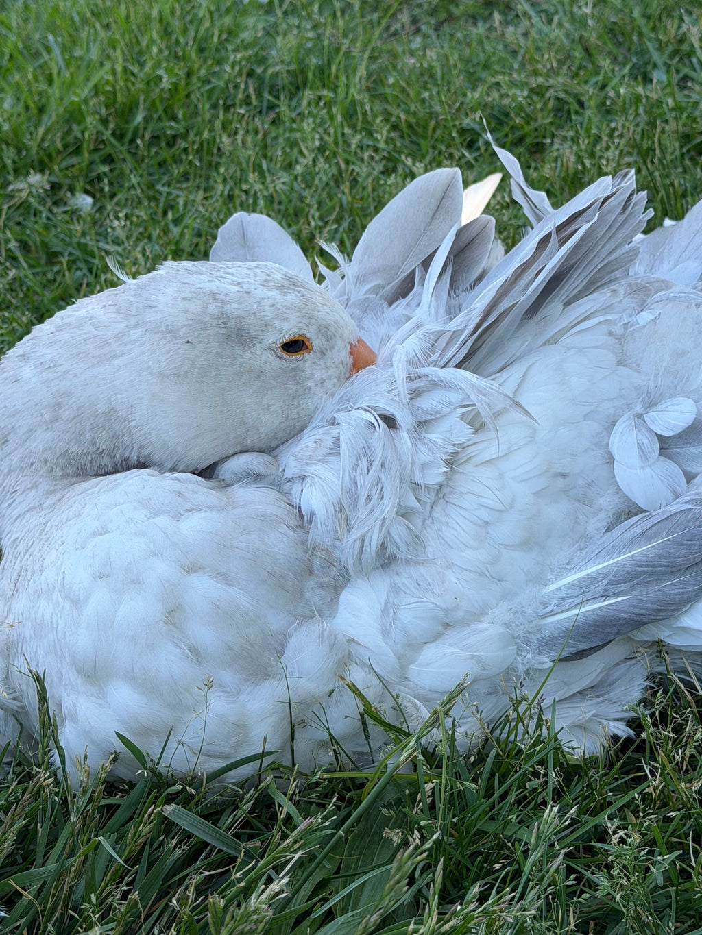 Sebastopol Goslings